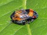 Penthimia nigra