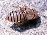 Cicadidae