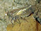 Cixiidae