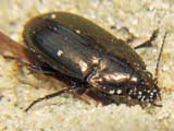 Amara sp.