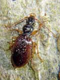 Bembidion ruficorne