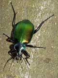 Calosoma sycophanta