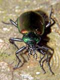 Calosoma sycophanta