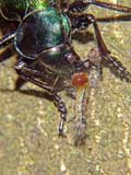 Calosoma sycophanta