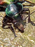 Calosoma sycophanta