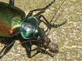 Calosoma sycophanta