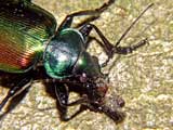 Calosoma sycophanta