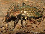 Carabus cancellatus