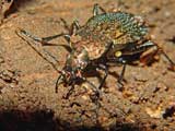 Carabus cancellatus