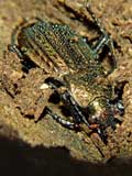 Carabus cancellatus