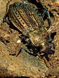 Carabus cancellatus