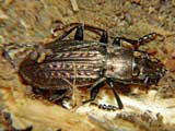 Carabus granulatus