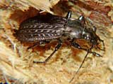 Carabus granulatus