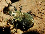 Carabus granulatus