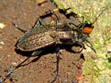 Carabus granulatus