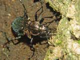 Carabus granulatus