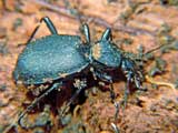 Cychrus caraboides