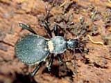 Cychrus caraboides