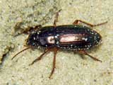 Harpalus affinis