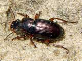 Harpalus affinis