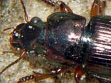 Harpalus affinis