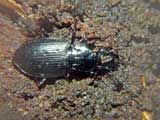 Pterostichus strenuus