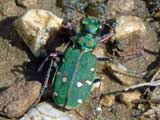 Cicindela campestris