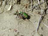 Cicindela campestris