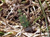 Cicindela campestris