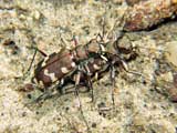 Cicindela hybrida