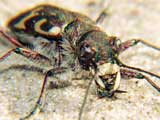 Cicindela hybrida