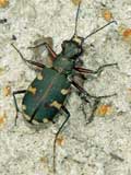 Cicindela hybrida