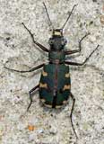 Cicindela hybrida