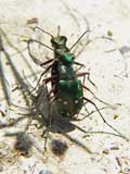 Cicindela campestris