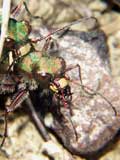 Cicindela campestris