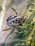 Acilius sulcatus