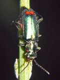 Malachius bipustulatus