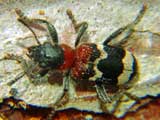 Thanasimus formicarius