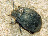 Byrrhus pilula