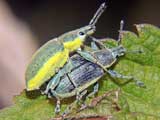 Chlorophanus viridis