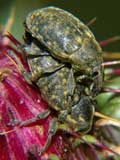 Larinus turbinatus