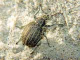 Philopedon plagiatus