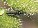 Oedemera lurida