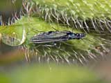 Oedemera lurida