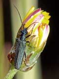 Oedemera lurida