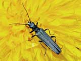 Oedemera lurida