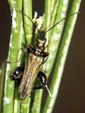 Oedemera nobilis