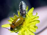 Acmaeodera pilosellae