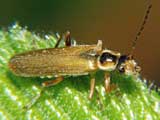 Cantharis decipiens