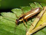 Cantharis decipiens